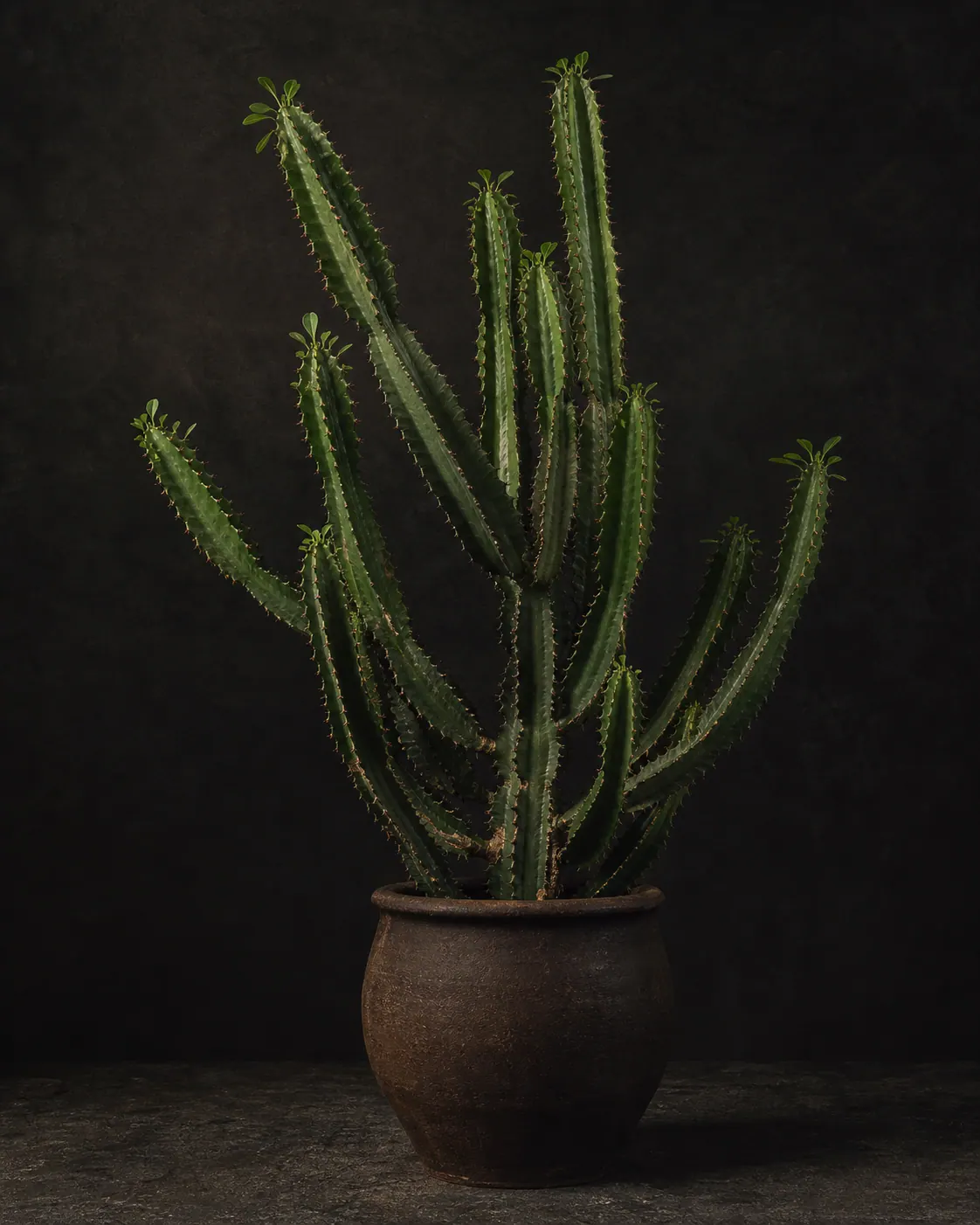 African Milk Tree, a Botanical Nocturne portrait