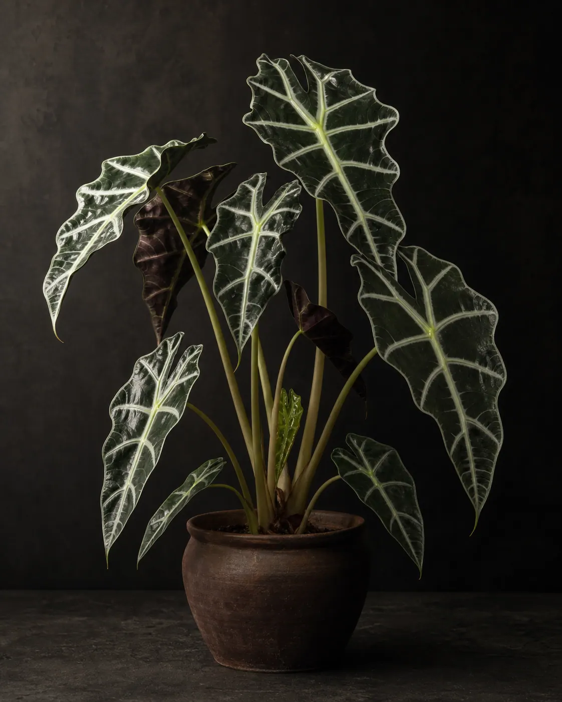 Alocasia Polly, a Botanical Nocturne portrait