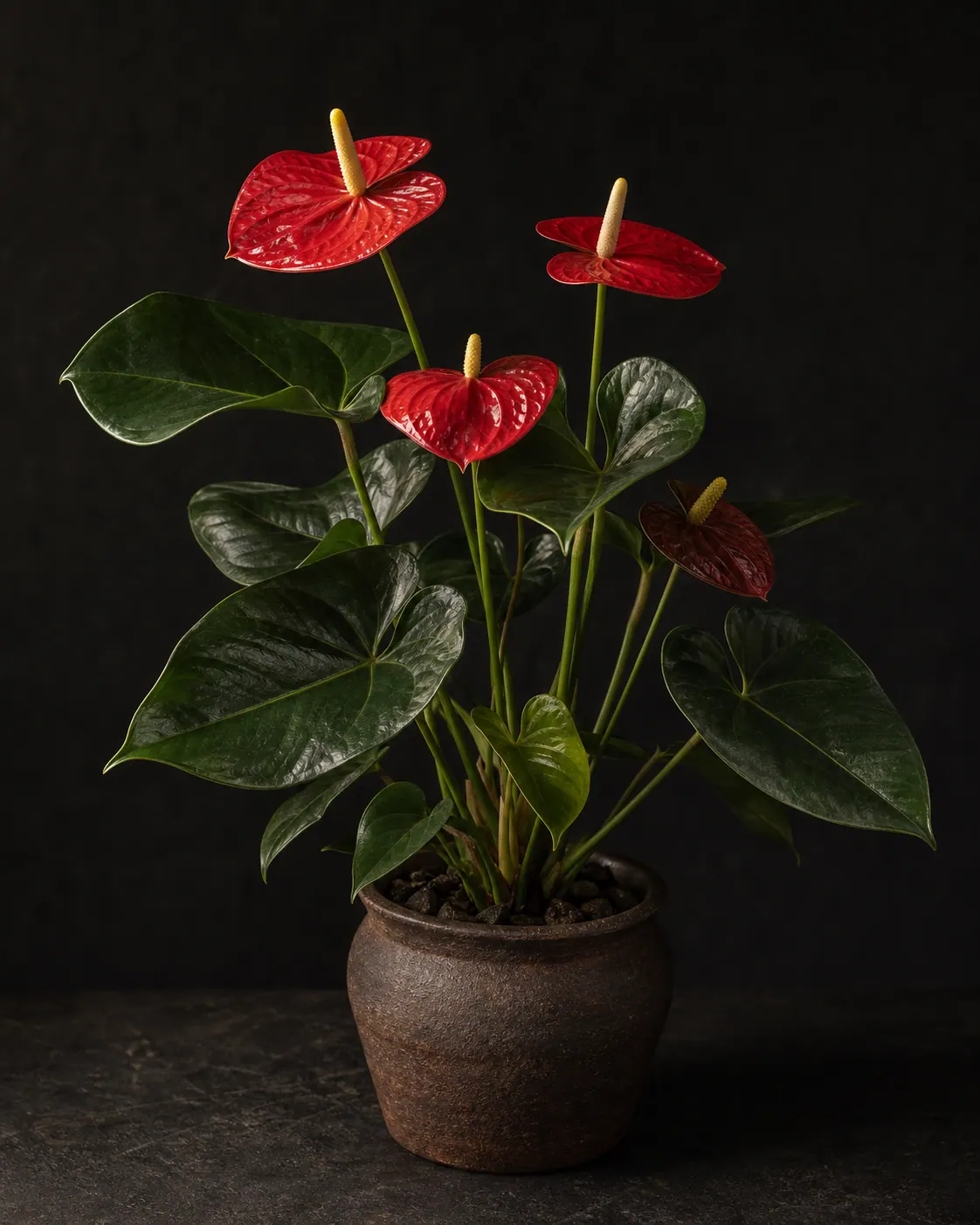 Anthurium, a Botanical Nocturne portrait