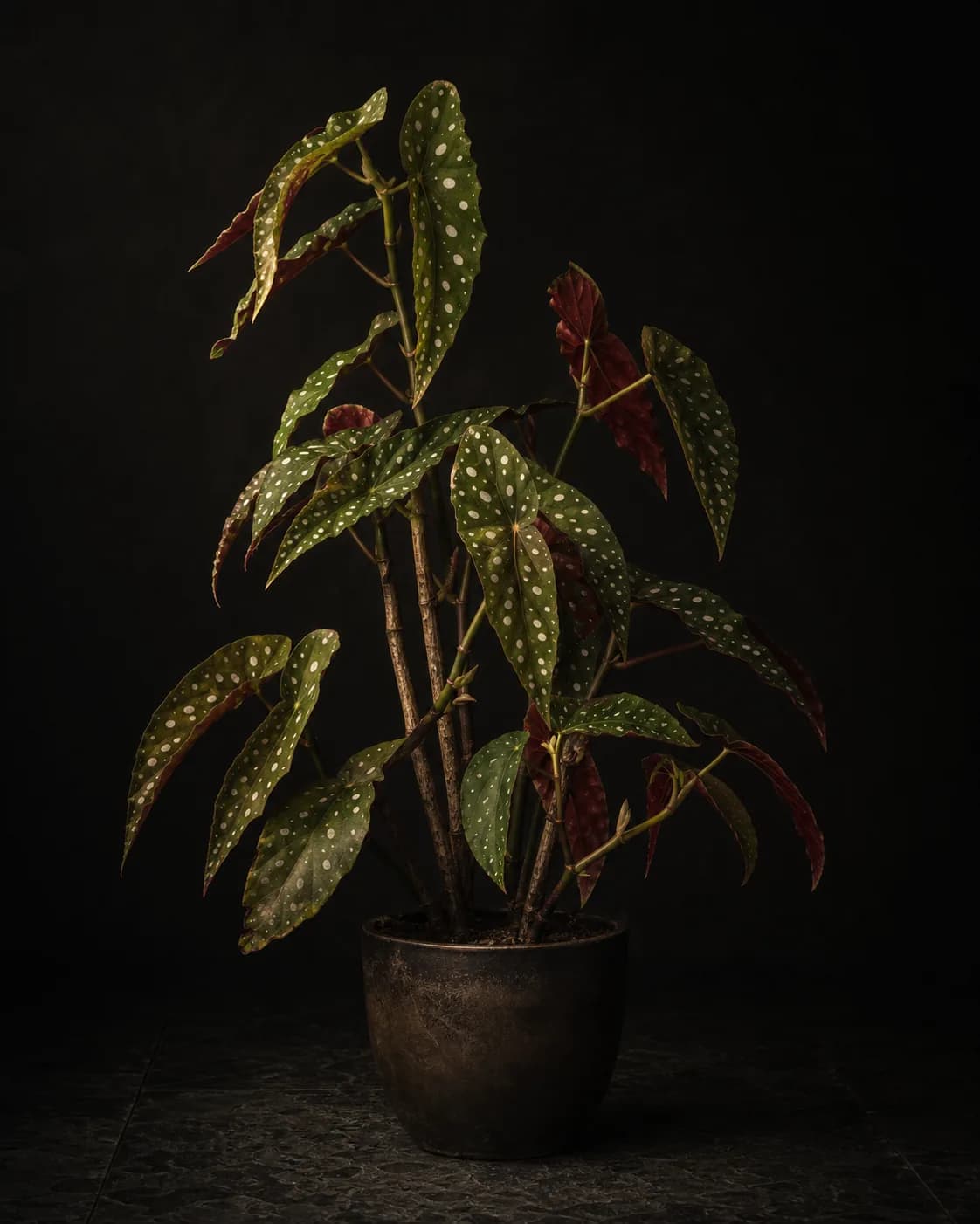 Polka Dot Begonia, a Botanical Nocturne portrait