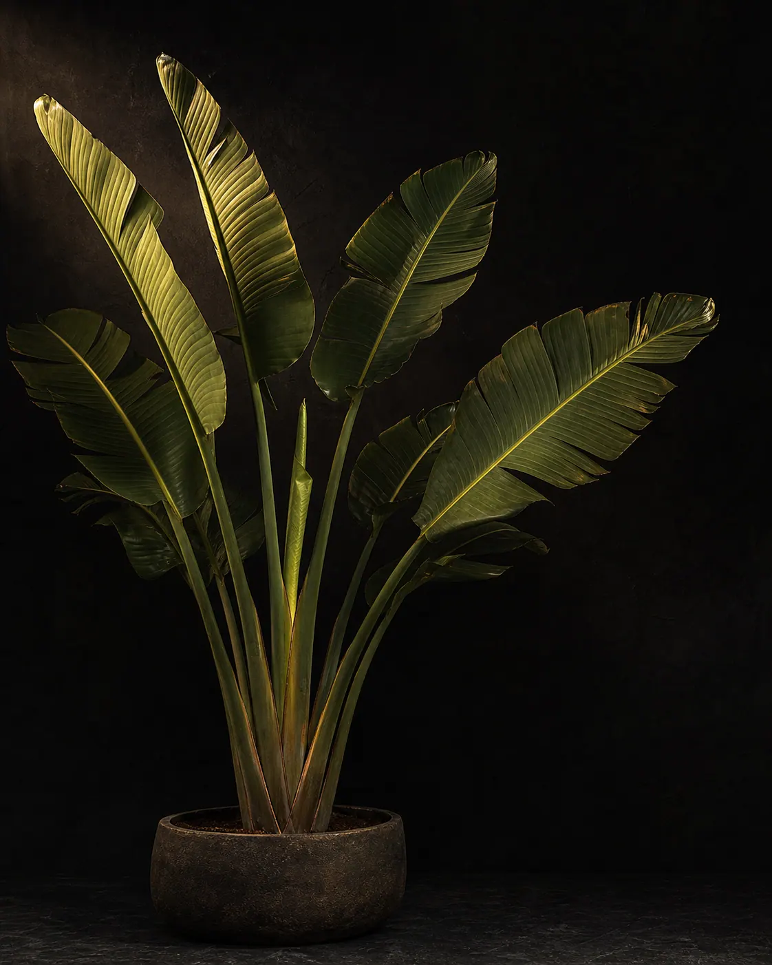Bird of Paradise, a Botanical Nocturne portrait