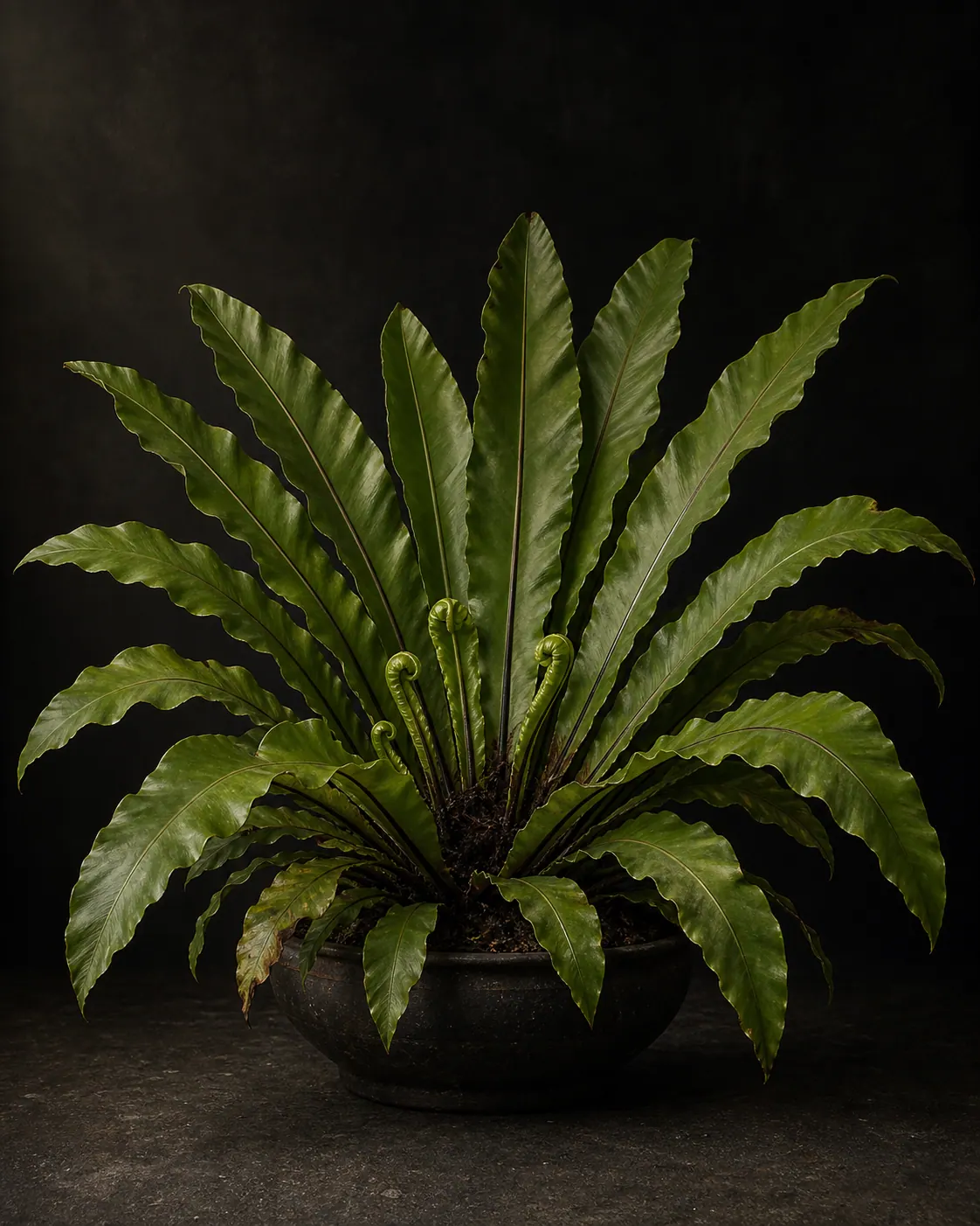 Bird's Nest Fern, a Botanical Nocturne portrait