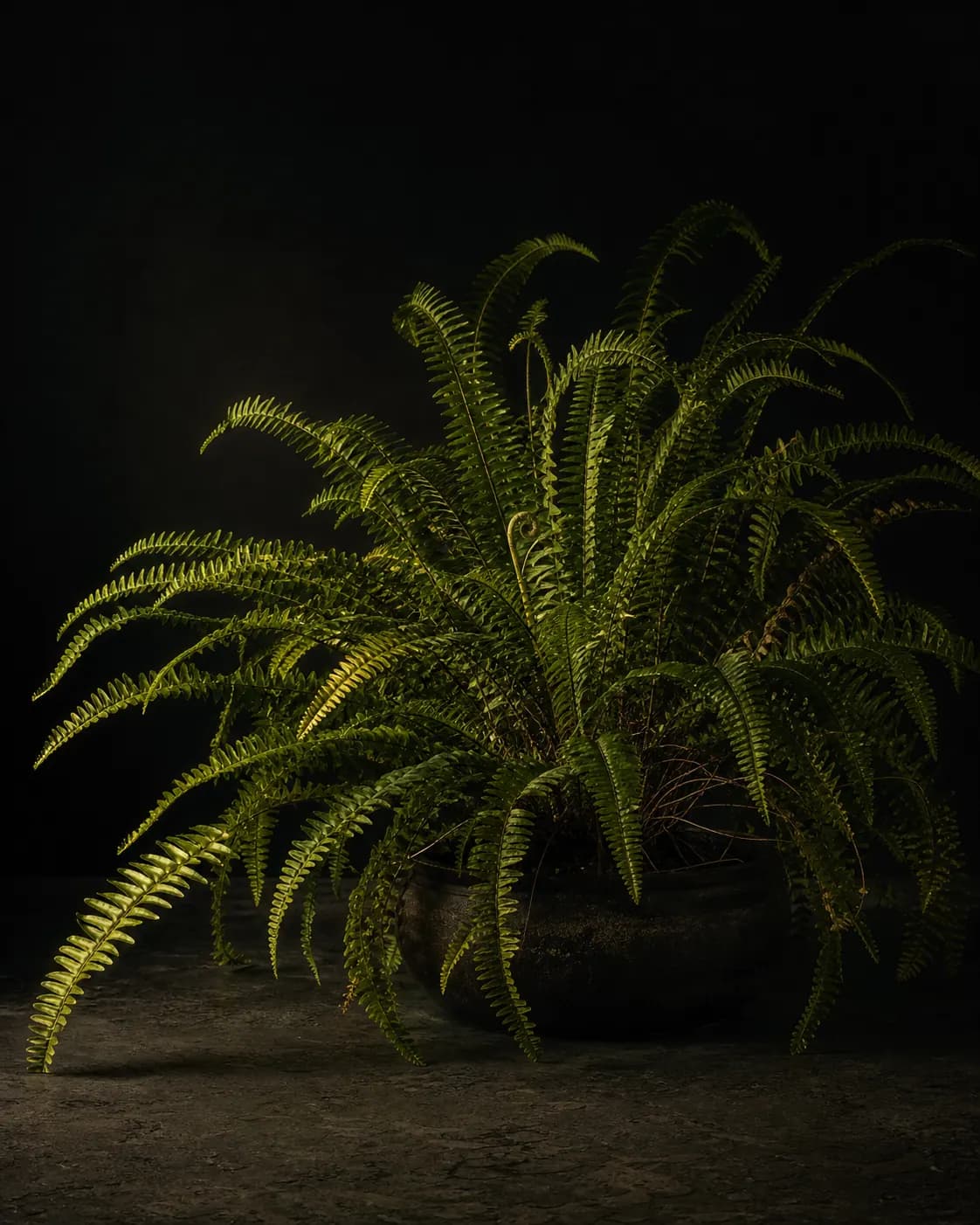 Boston Fern, a Botanical Nocturne portrait