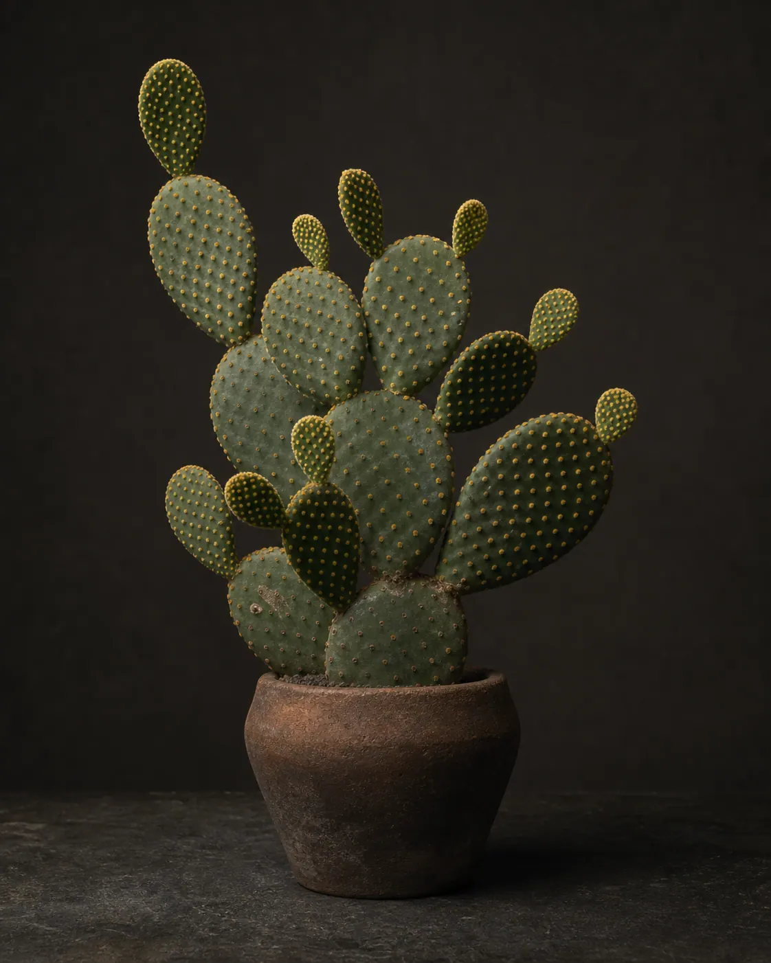 Bunny Ear Cactus, a Botanical Nocturne portrait