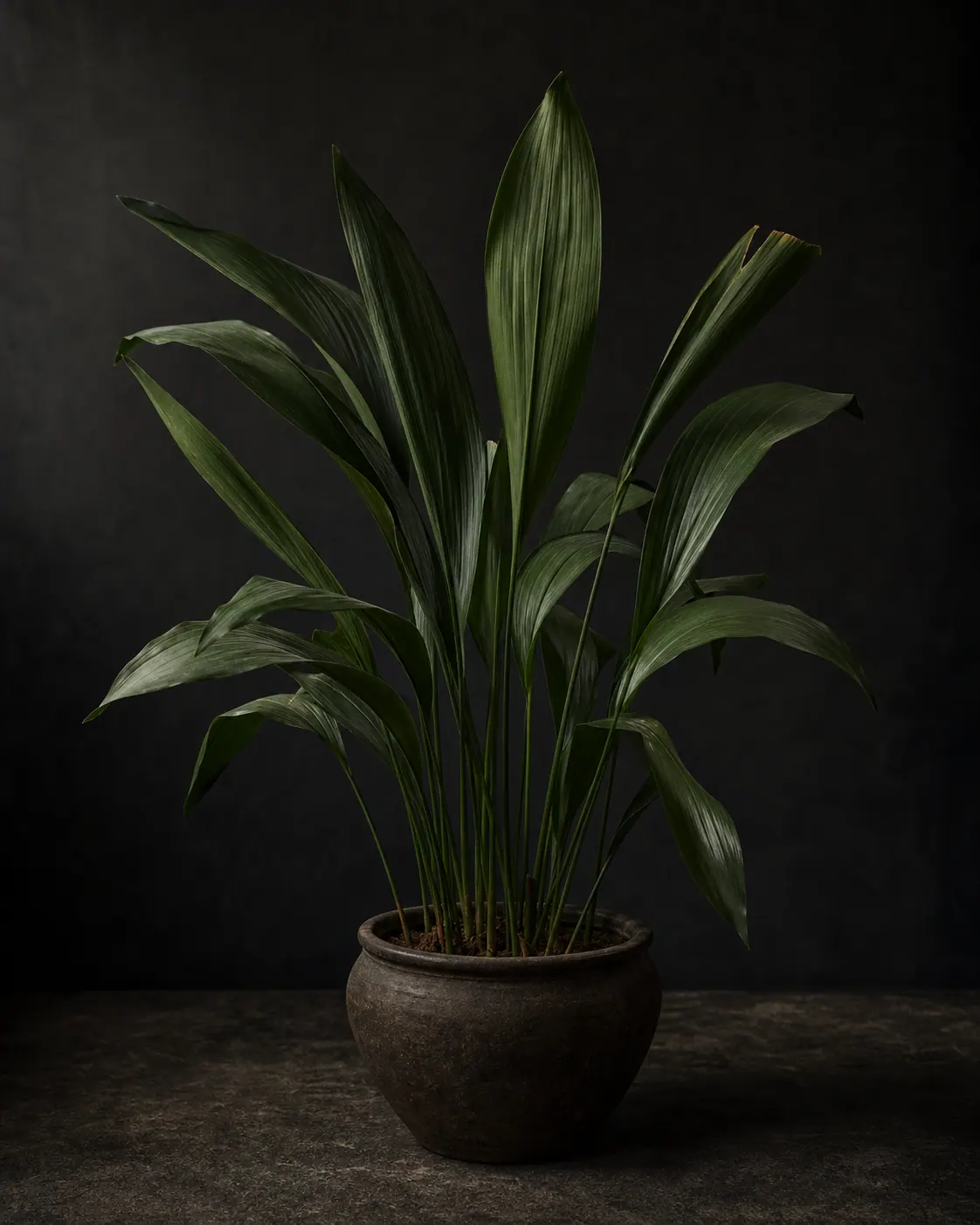 Cast Iron Plant, a Botanical Nocturne portrait