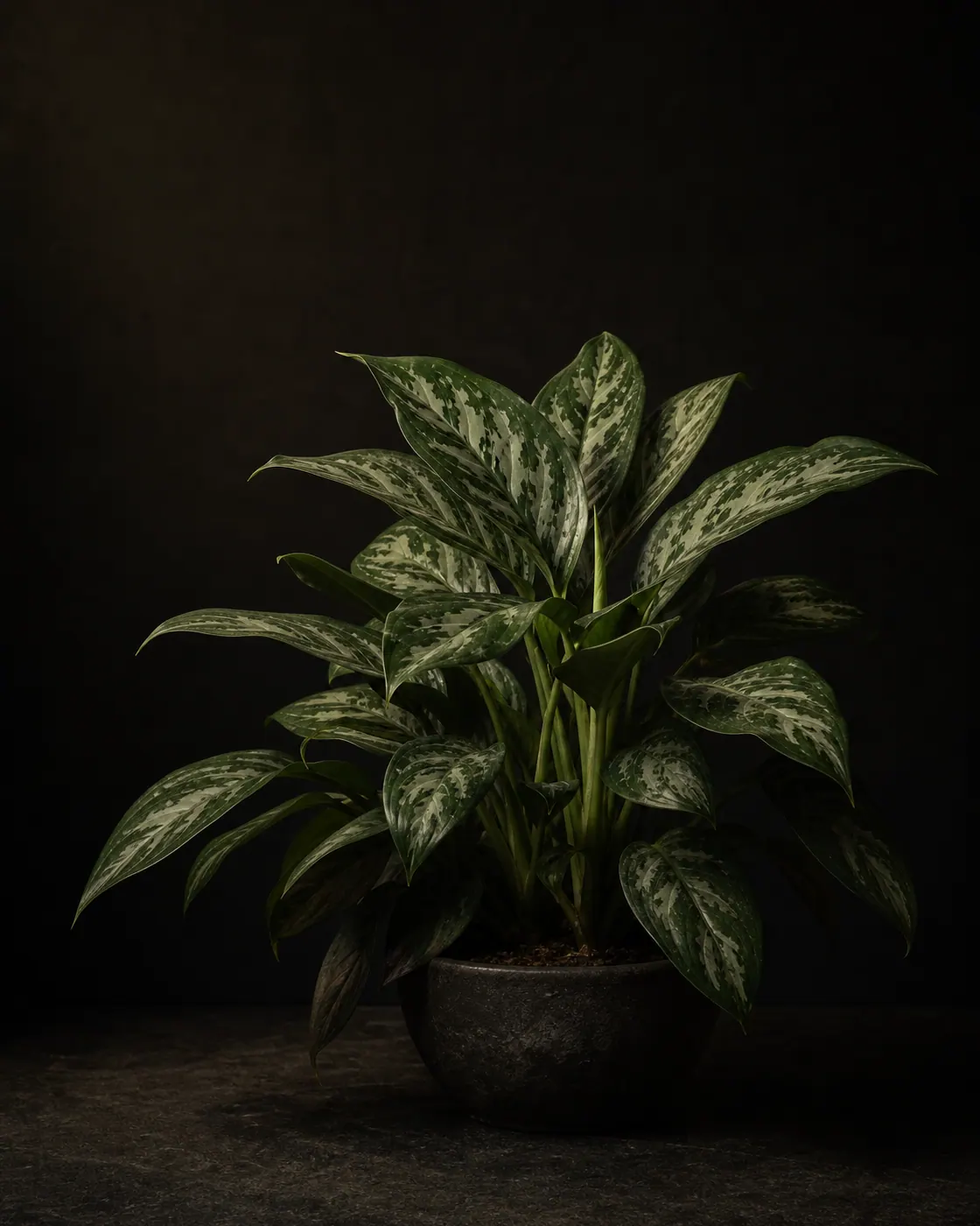 Chinese Evergreen, a Botanical Nocturne portrait