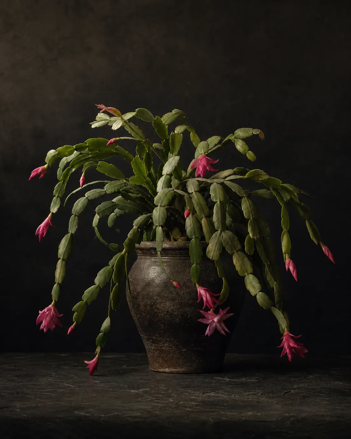 Christmas Cactus, a Botanical Nocturne portrait