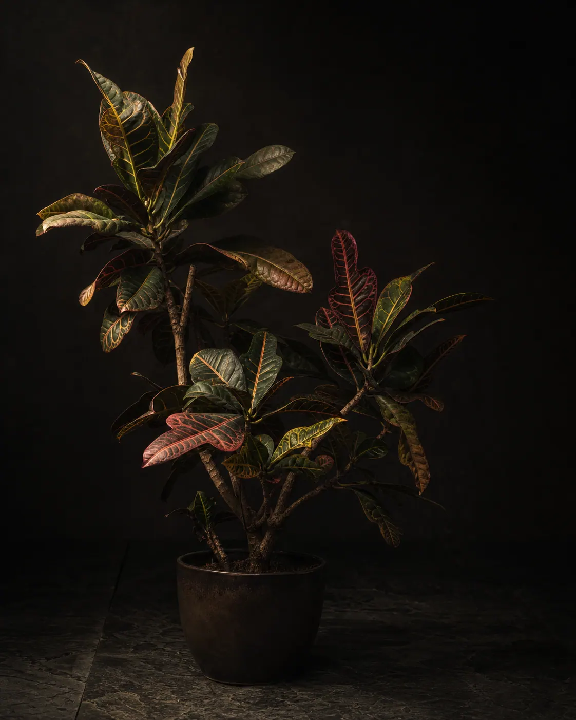 Croton, a Botanical Nocturne portrait