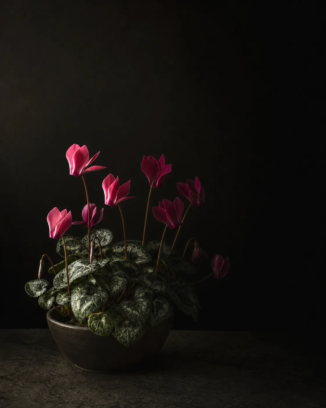 Cyclamen, a Botanical Nocturne portrait
