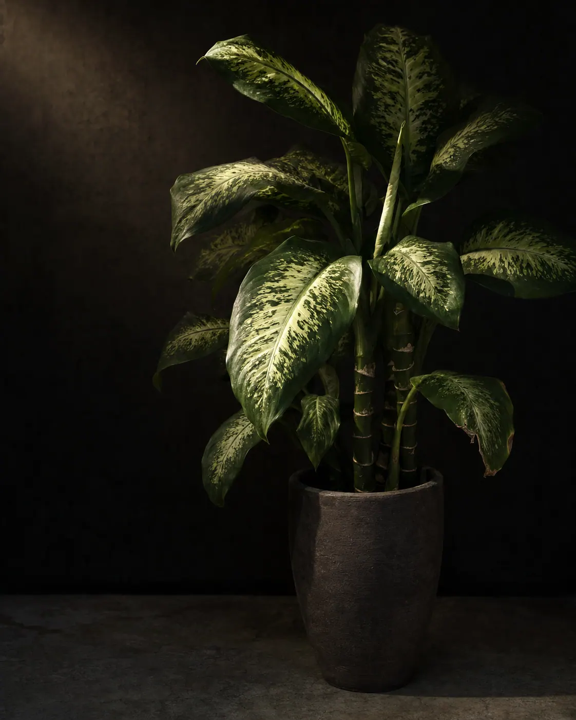 Dieffenbachia, a Botanical Nocturne portrait