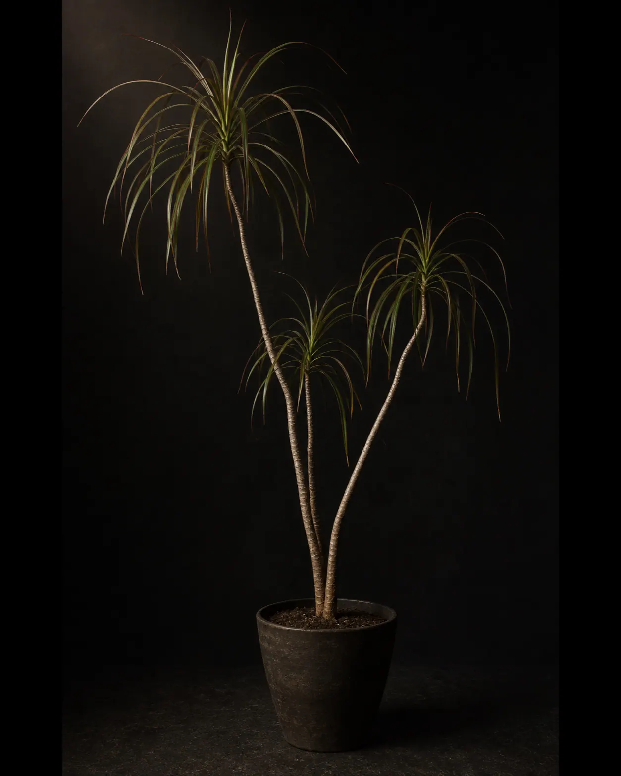 Dragon Tree, a Botanical Nocturne portrait