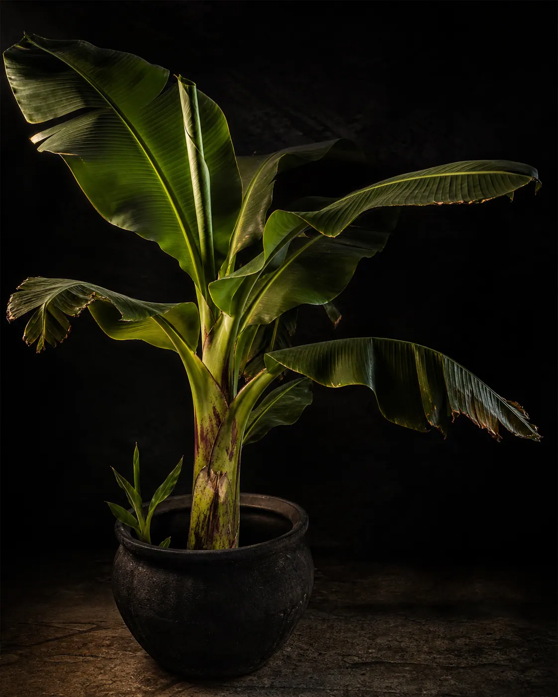 Dwarf Banana, a Botanical Nocturne portrait