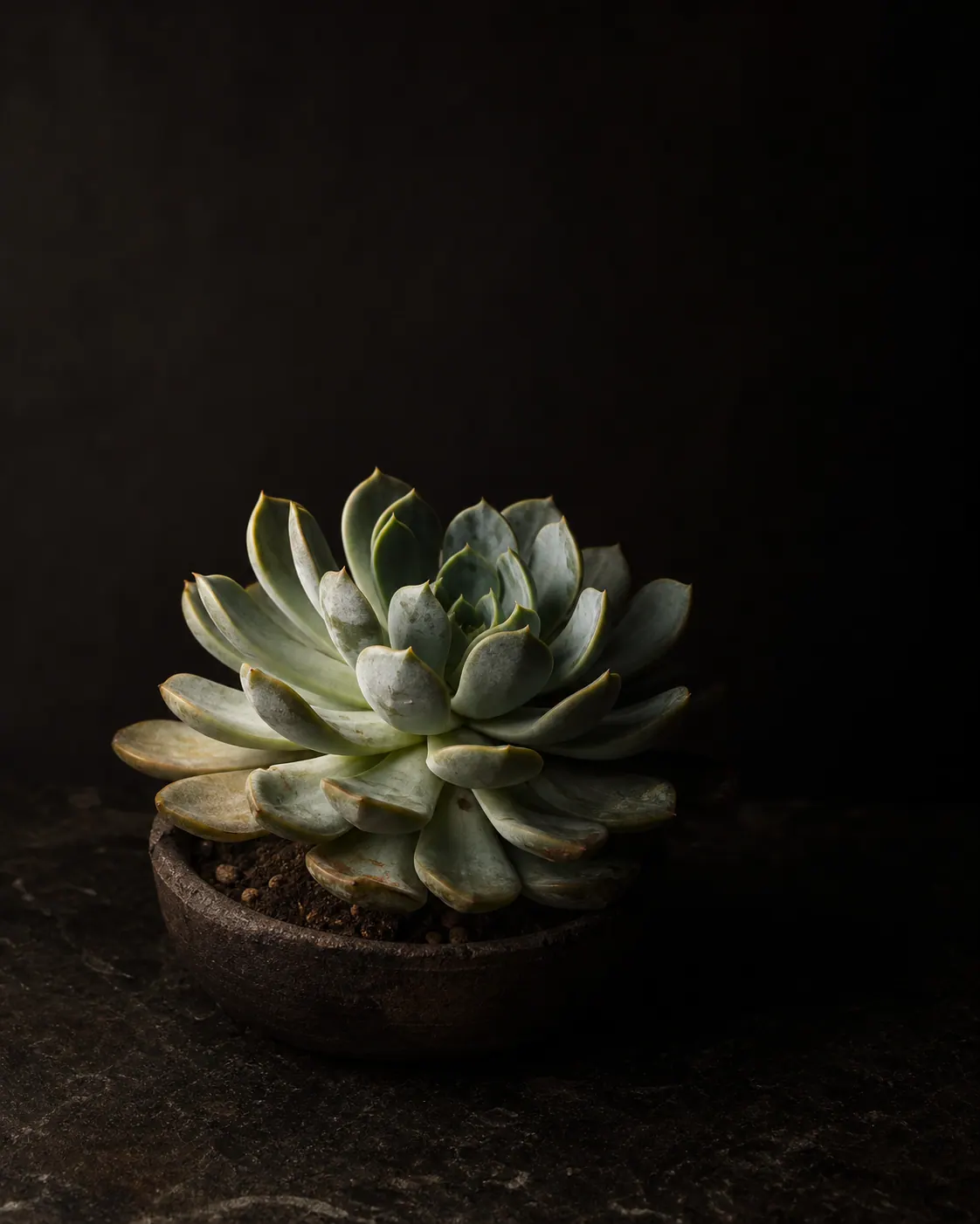 Echeveria, a Botanical Nocturne portrait