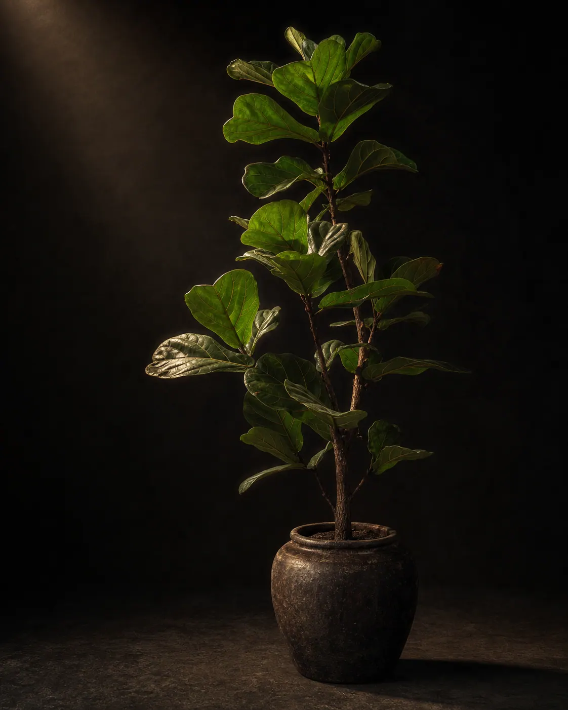 Fiddle-Leaf Fig, a Botanical Nocturne portrait