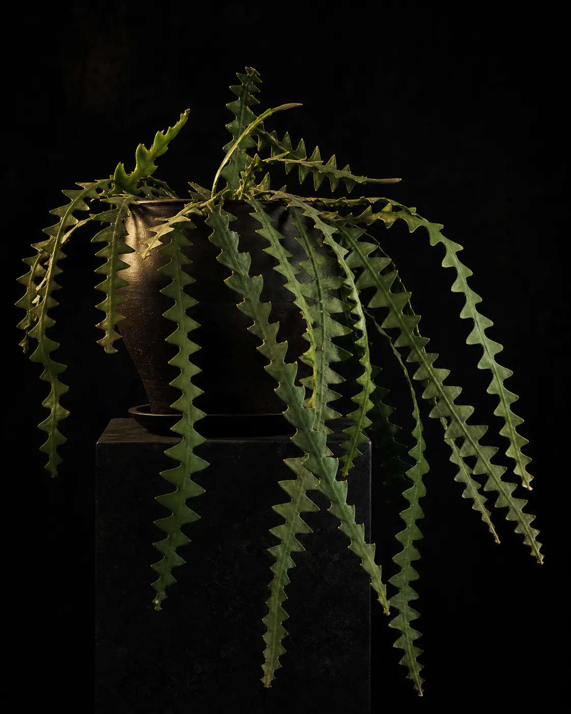 Fishbone Cactus, a Botanical Nocturne portrait