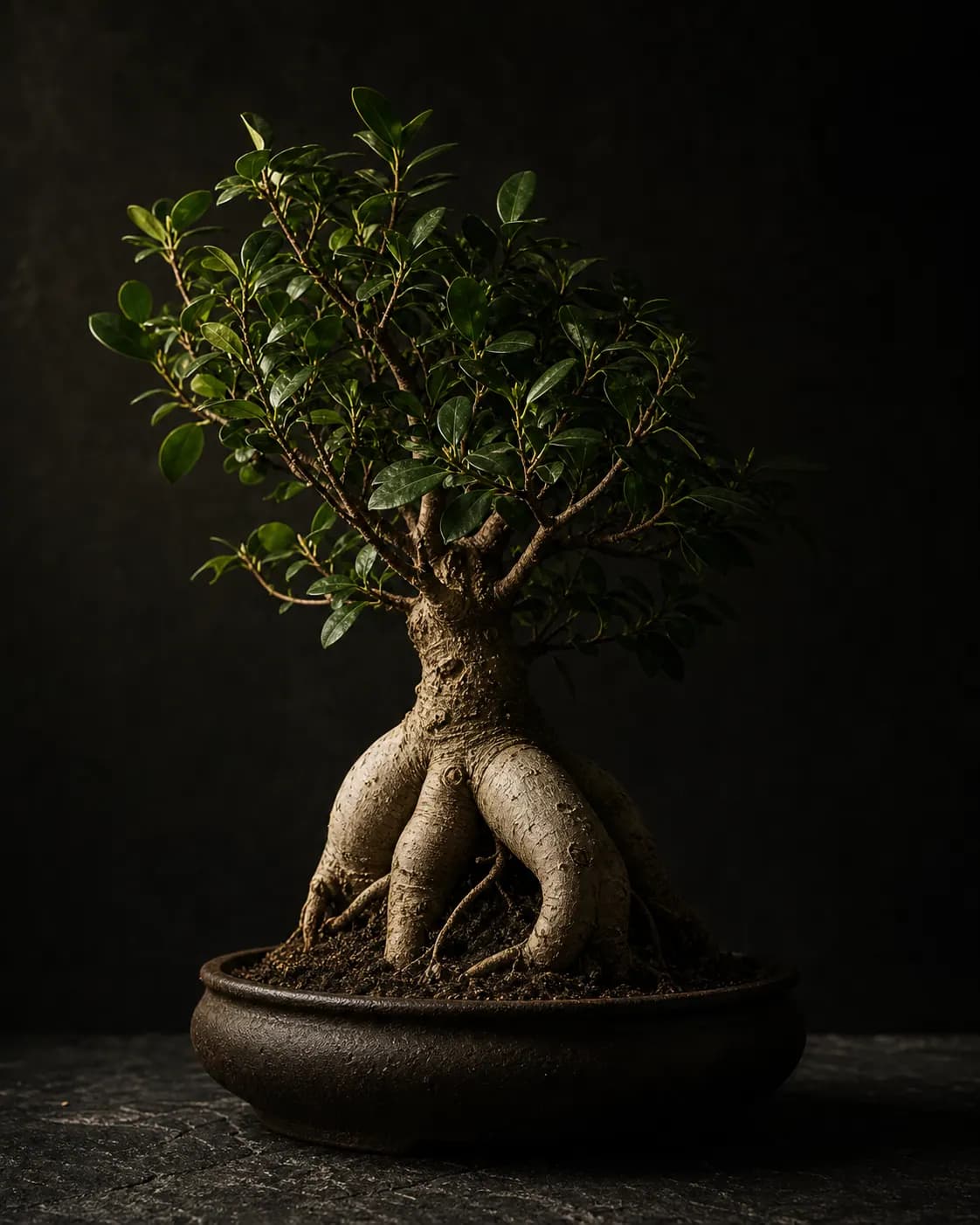 Ginseng Ficus, a Botanical Nocturne portrait