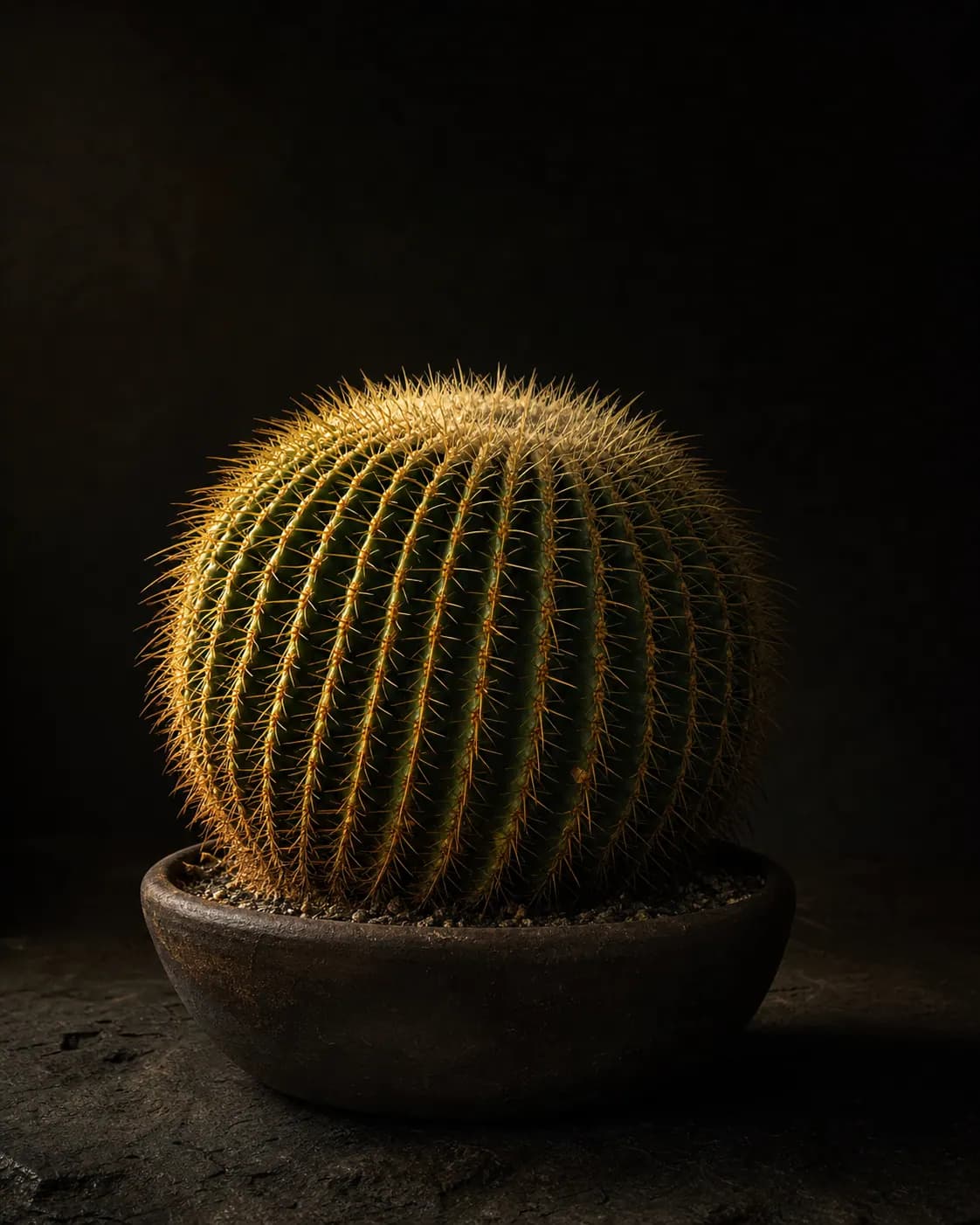 Golden Barrel Cactus, a Botanical Nocturne portrait