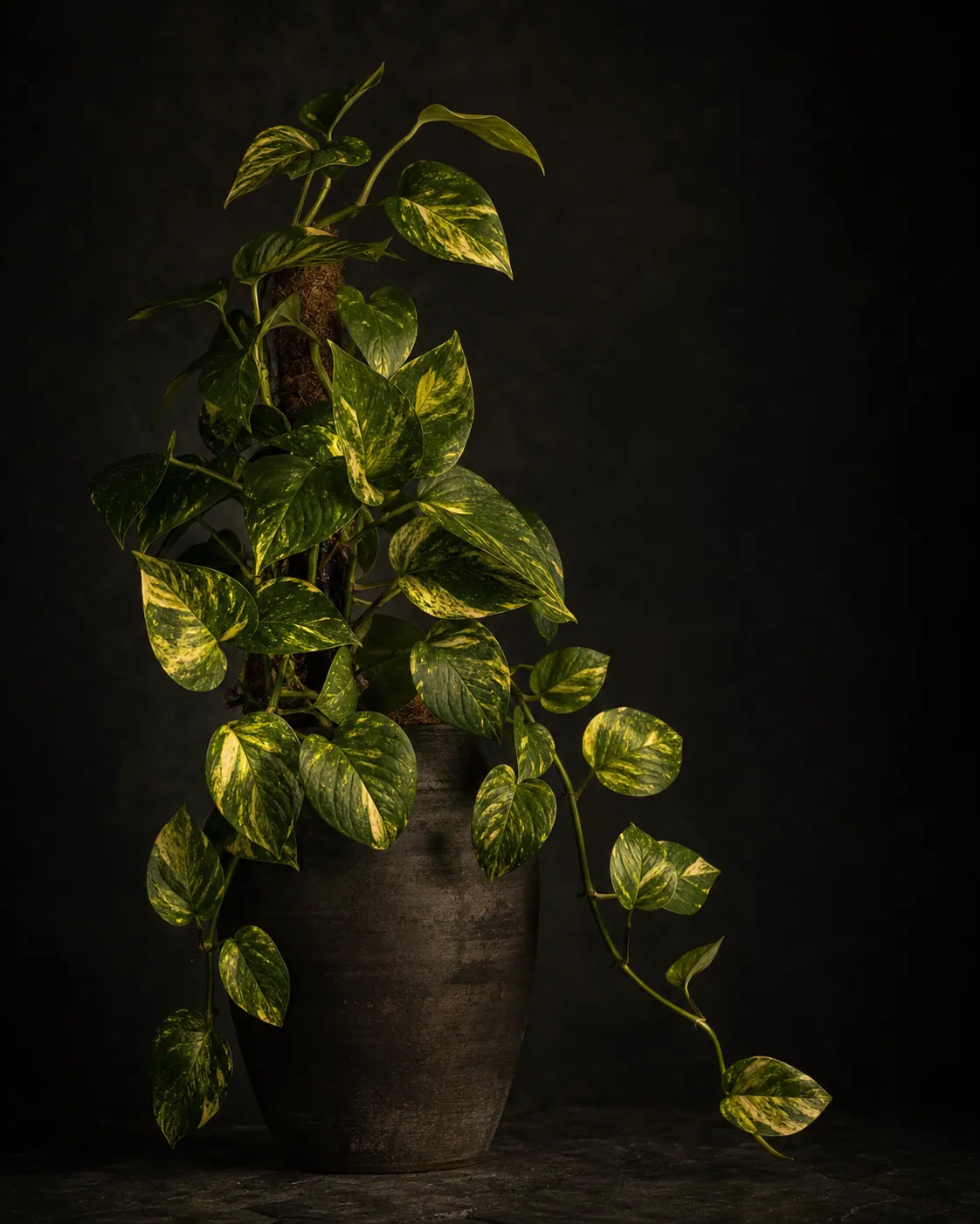 Golden Pothos, a Botanical Nocturne portrait