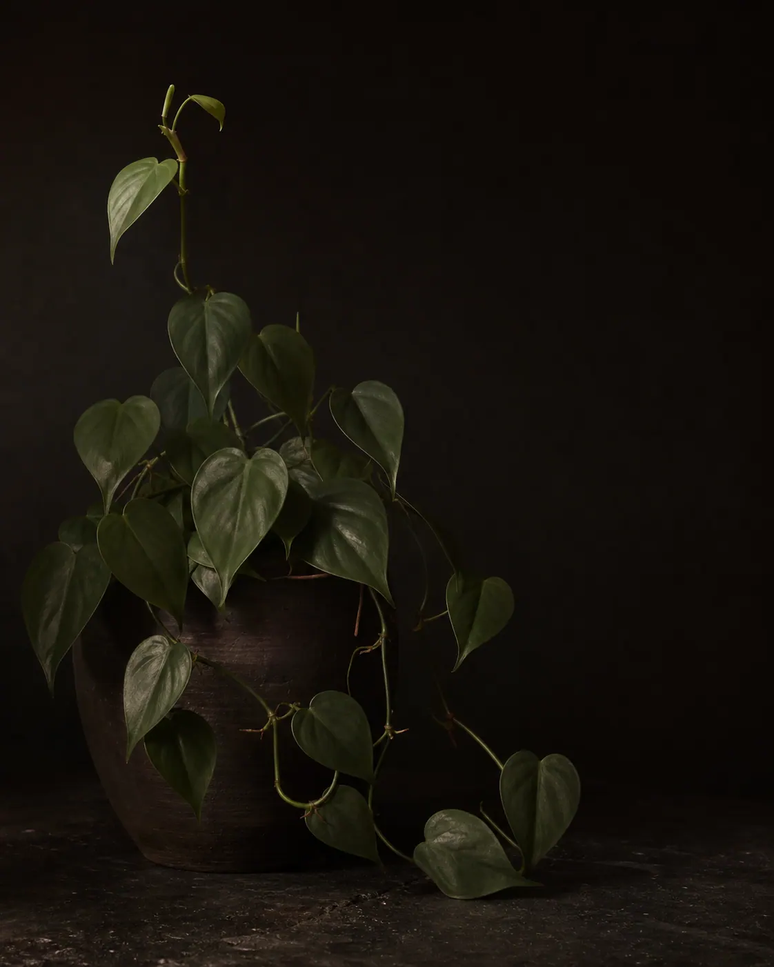 Heartleaf Philodendron, a Botanical Nocturne portrait