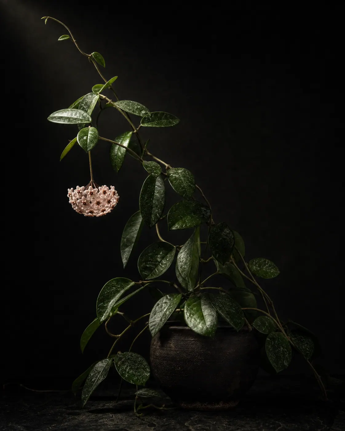 Hoya, a Botanical Nocturne portrait