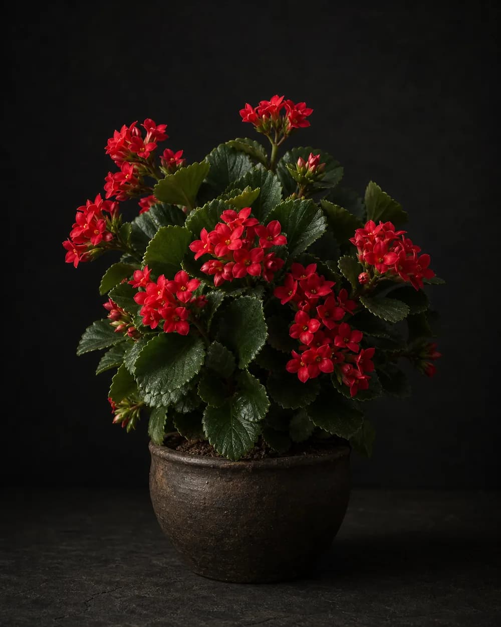 Kalanchoe, a Botanical Nocturne portrait