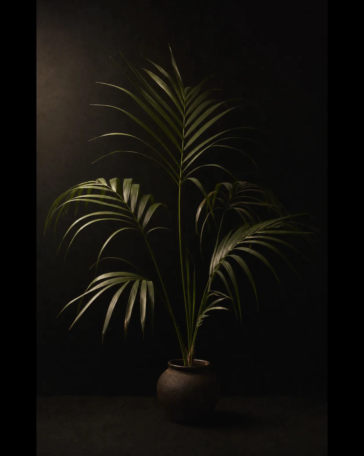 Kentia Palm, a Botanical Nocturne portrait