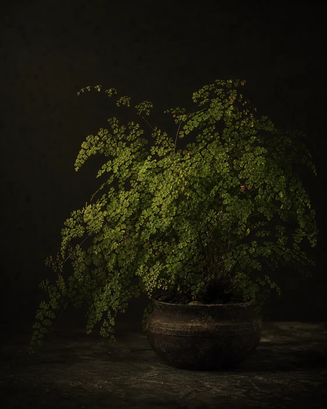 Maidenhair Fern, a Botanical Nocturne portrait