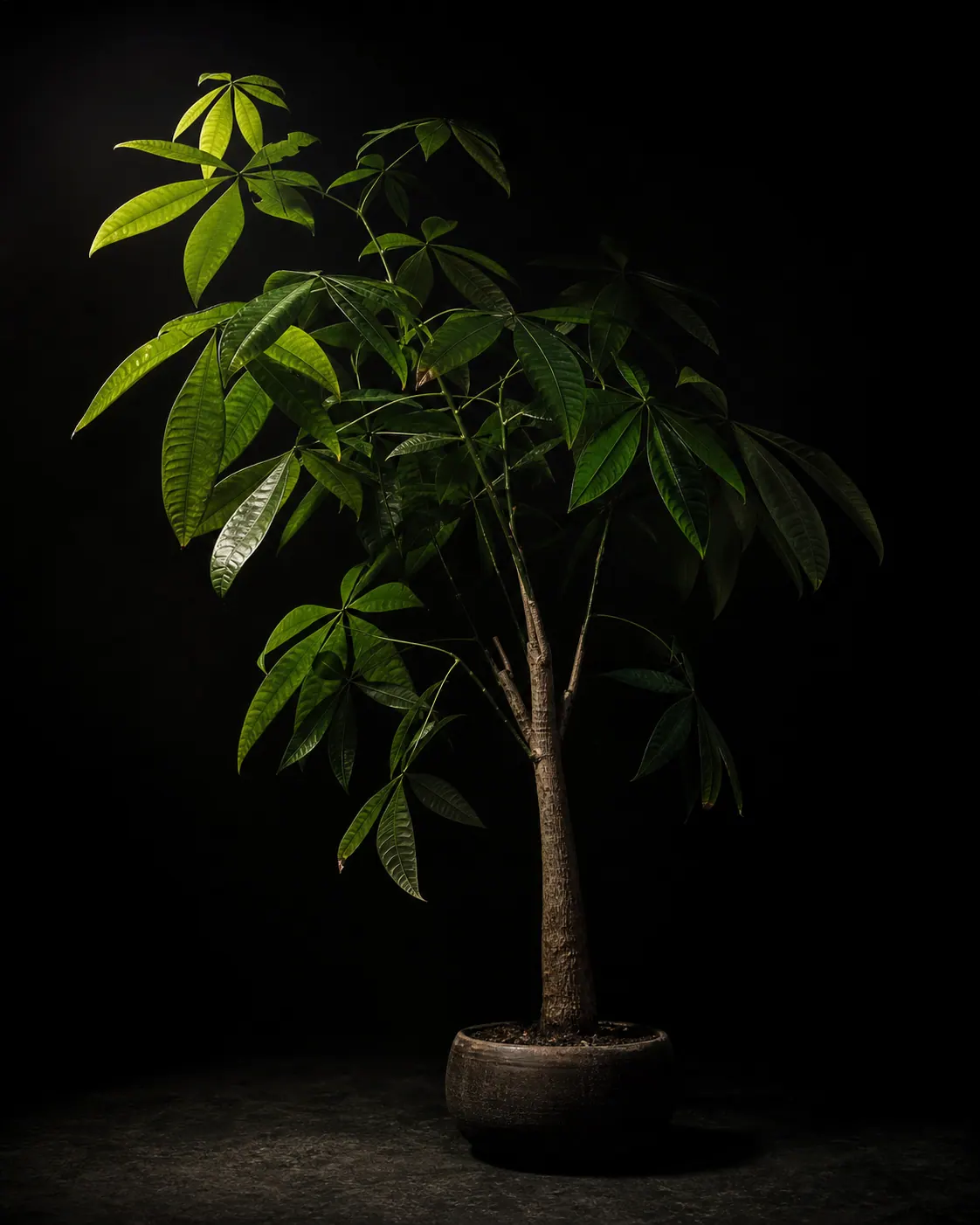 Money Tree, a Botanical Nocturne portrait