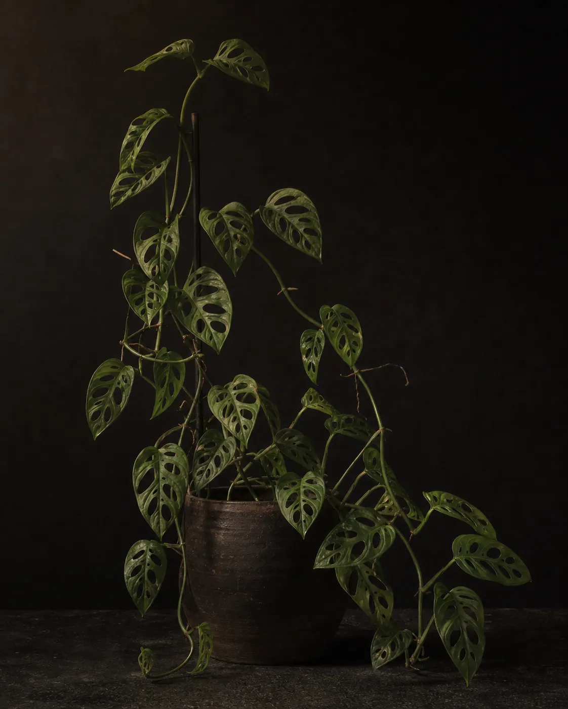 Monstera Adansonii, a Botanical Nocturne portrait