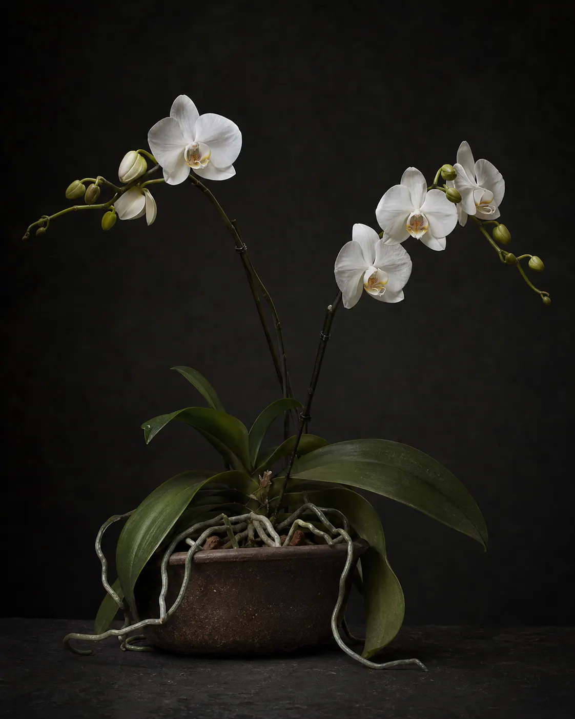 Moth Orchid, a Botanical Nocturne portrait