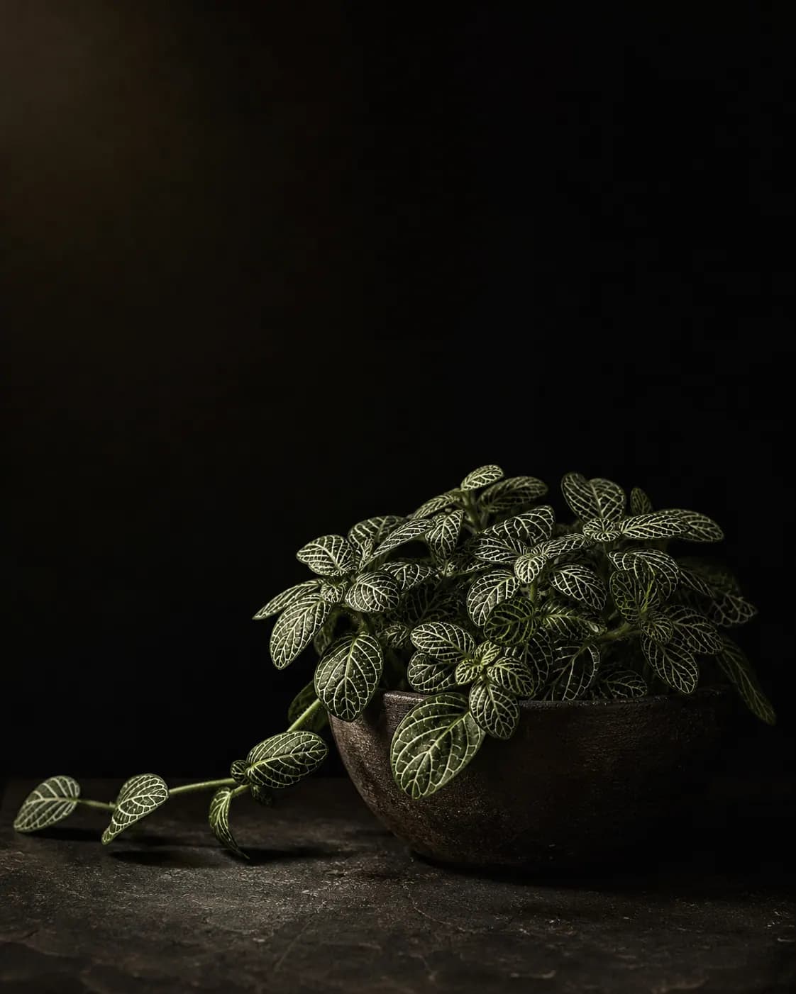 Nerve Plant, a Botanical Nocturne portrait
