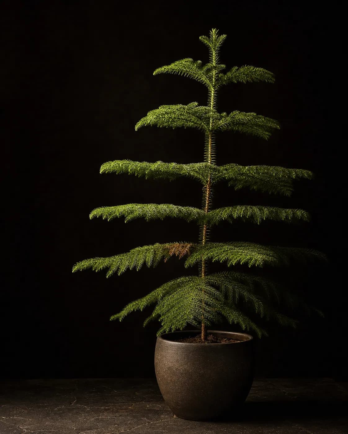 Norfolk Island Pine, a Botanical Nocturne portrait