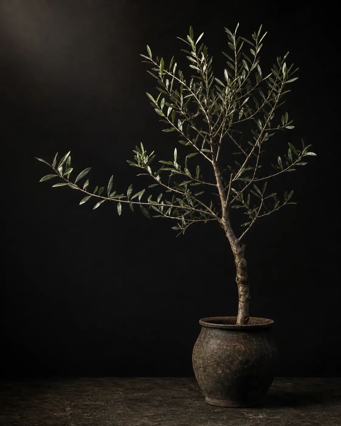 Olive Tree, a Botanical Nocturne portrait