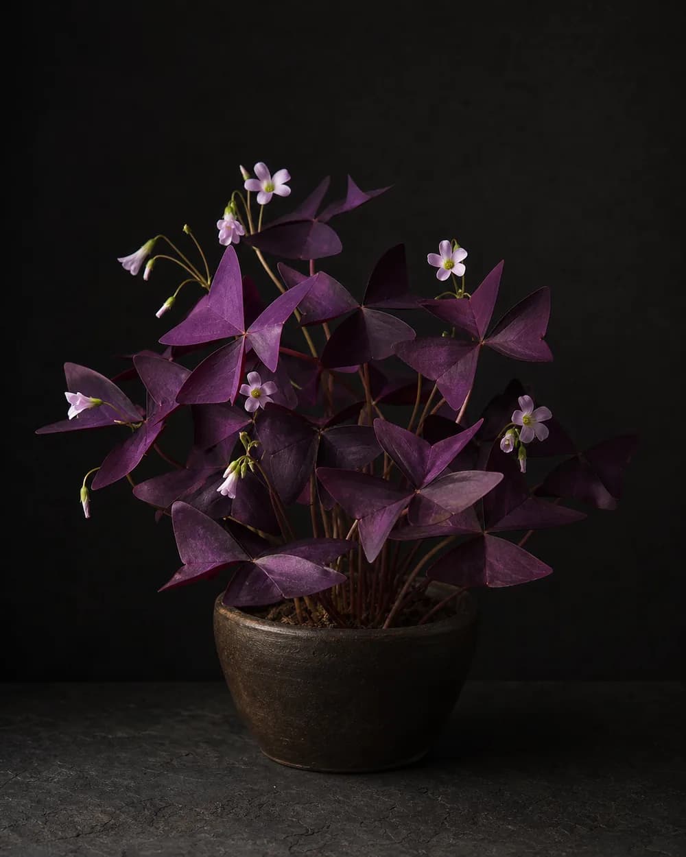 Purple Shamrock, a Botanical Nocturne portrait