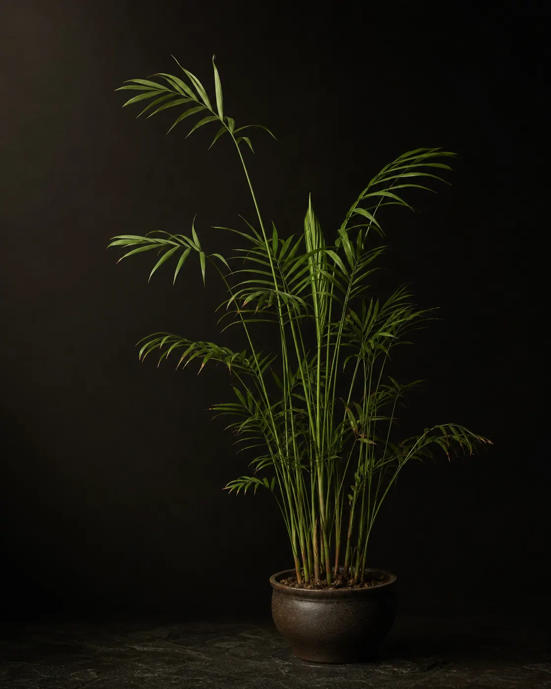 Parlor Palm, a Botanical Nocturne portrait