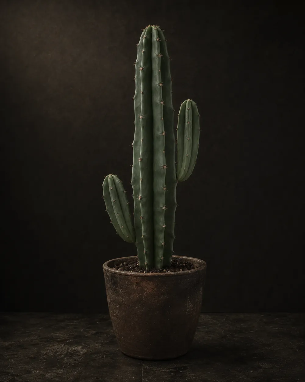 Peruvian Apple Cactus, a Botanical Nocturne portrait