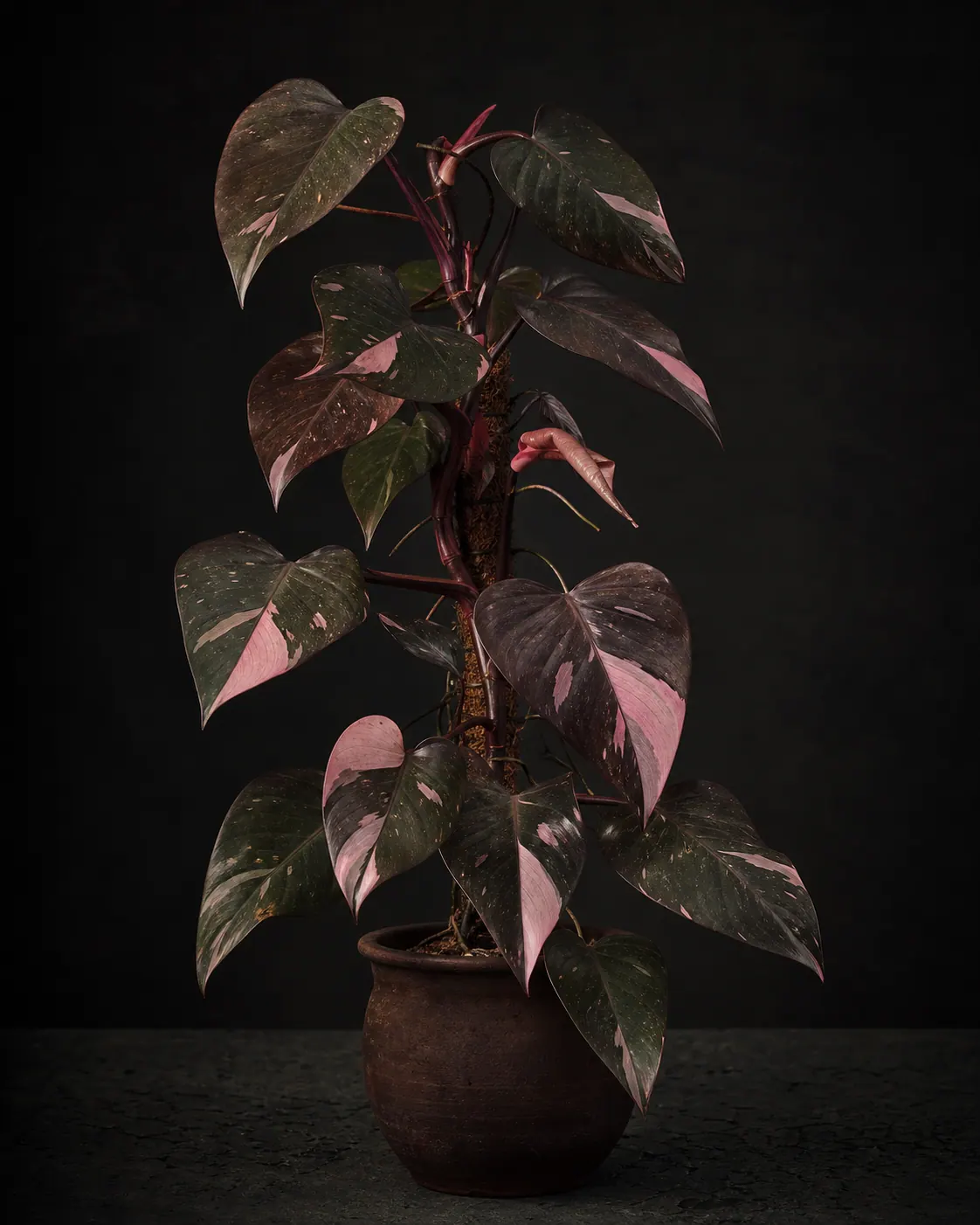 Pink Princess, a Botanical Nocturne portrait