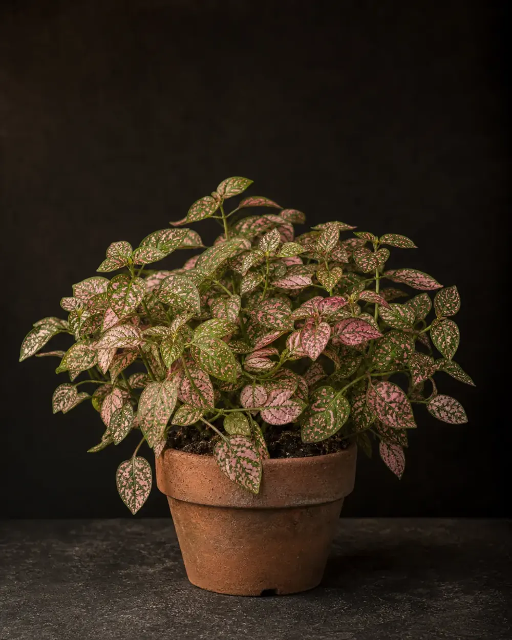 Polka Dot Plant, a Botanical Nocturne portrait