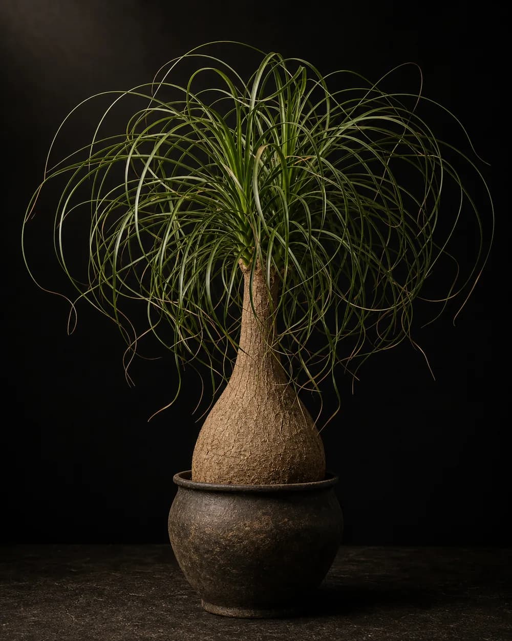 Ponytail Palm, a Botanical Nocturne portrait