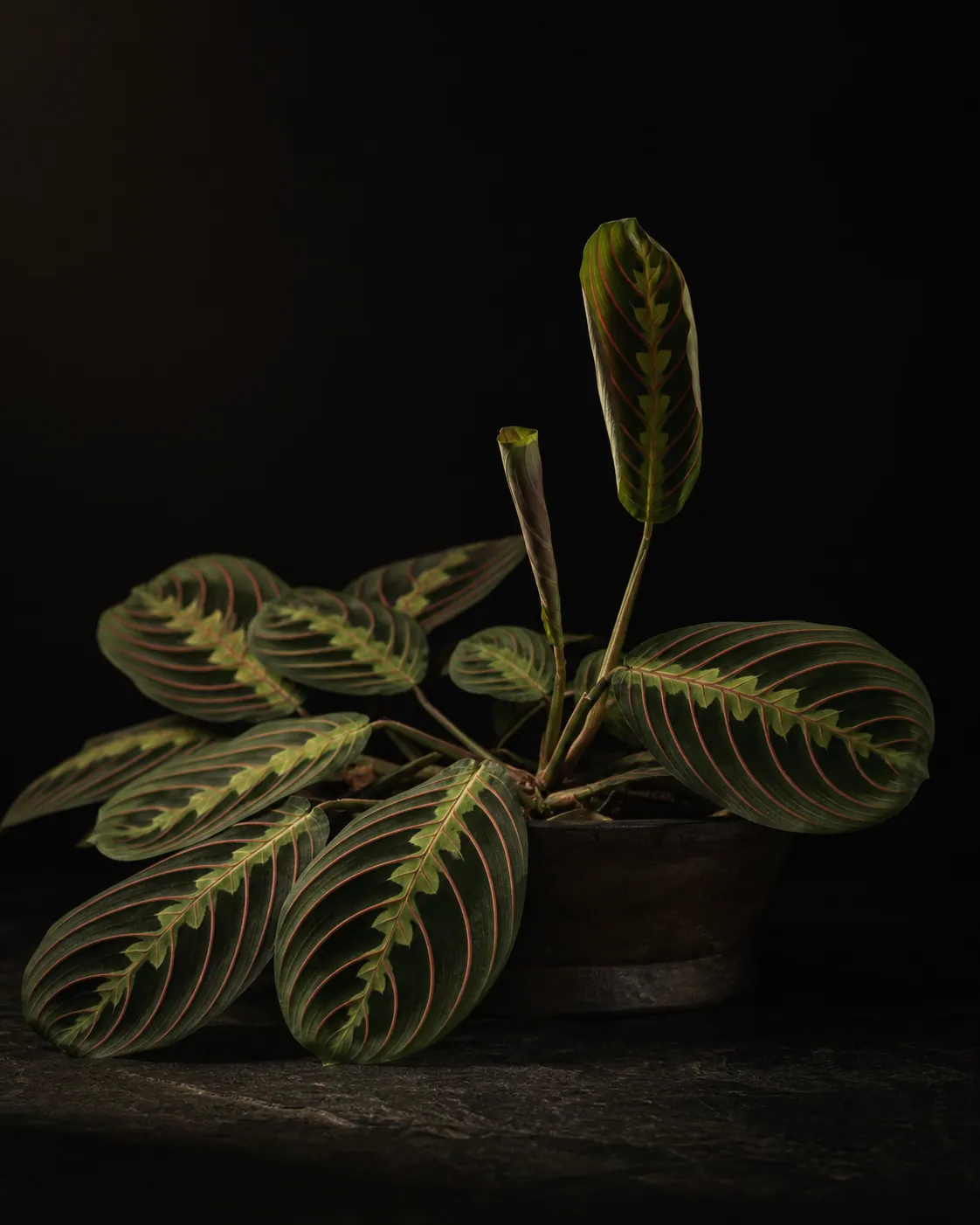 Prayer Plant, a Botanical Nocturne portrait