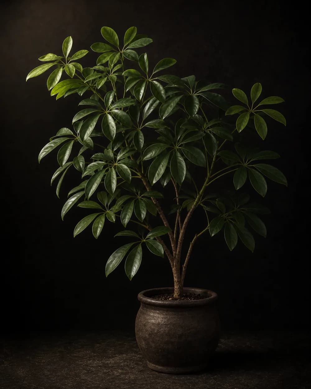 Umbrella Tree, a Botanical Nocturne portrait