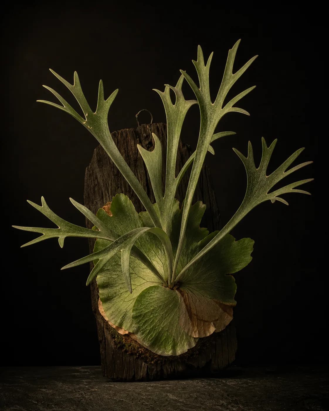 Staghorn Fern, a Botanical Nocturne portrait