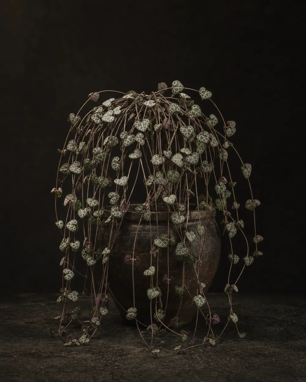 String of Hearts, a Botanical Nocturne portrait