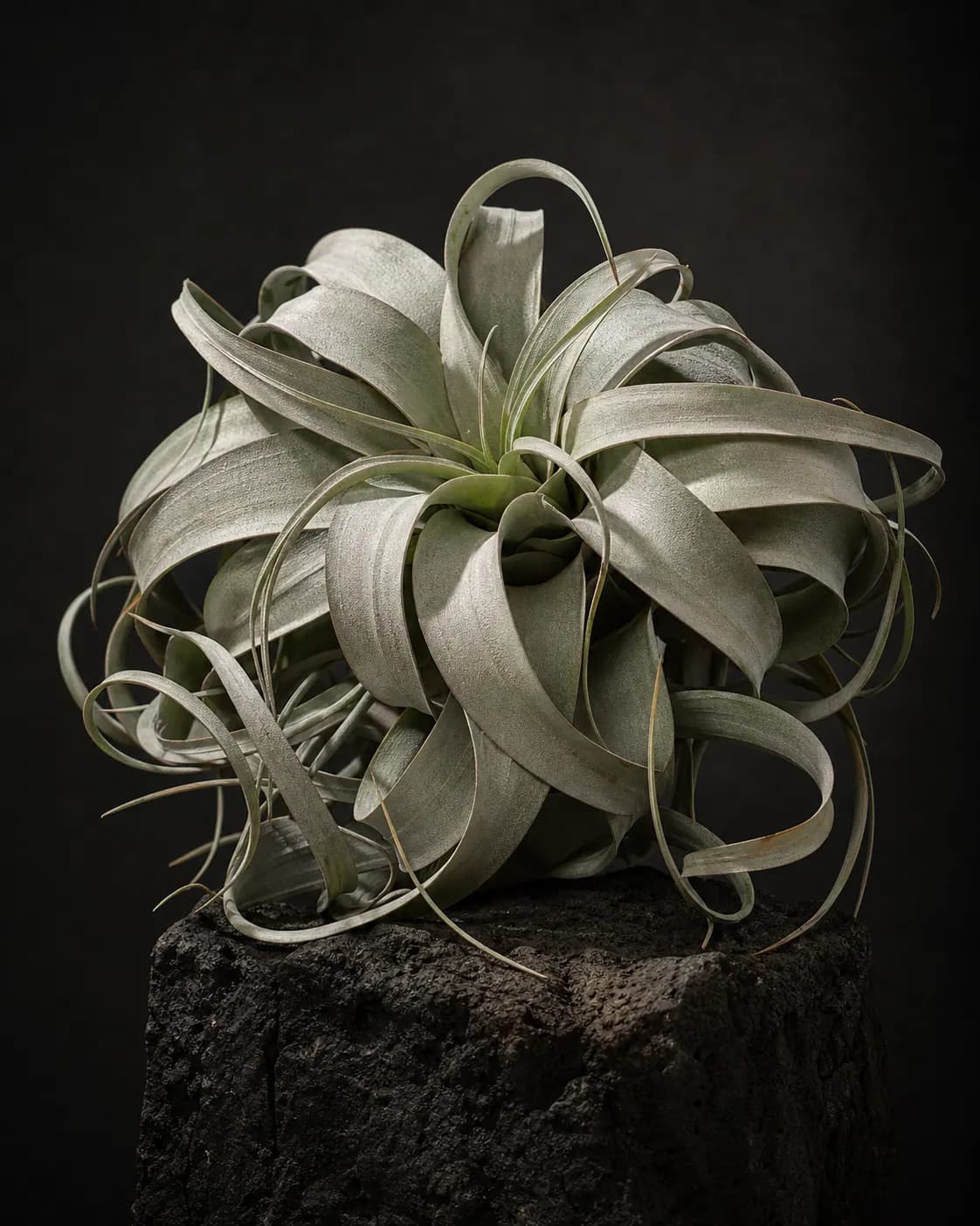 Air Plant, a Botanical Nocturne portrait