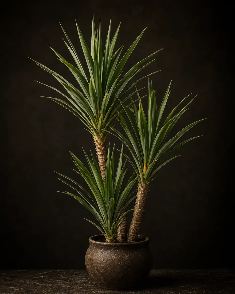 Yucca Cane, a Botanical Nocturne portrait