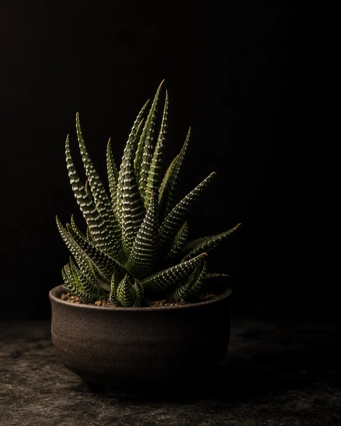 Zebra Haworthia, a Botanical Nocturne portrait