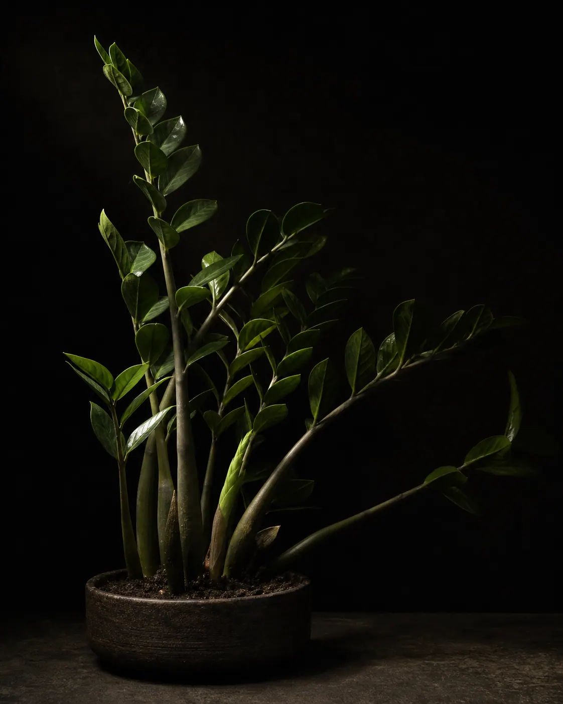 ZZ Plant, a Botanical Nocturne portrait